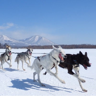 犬ぞりツアー