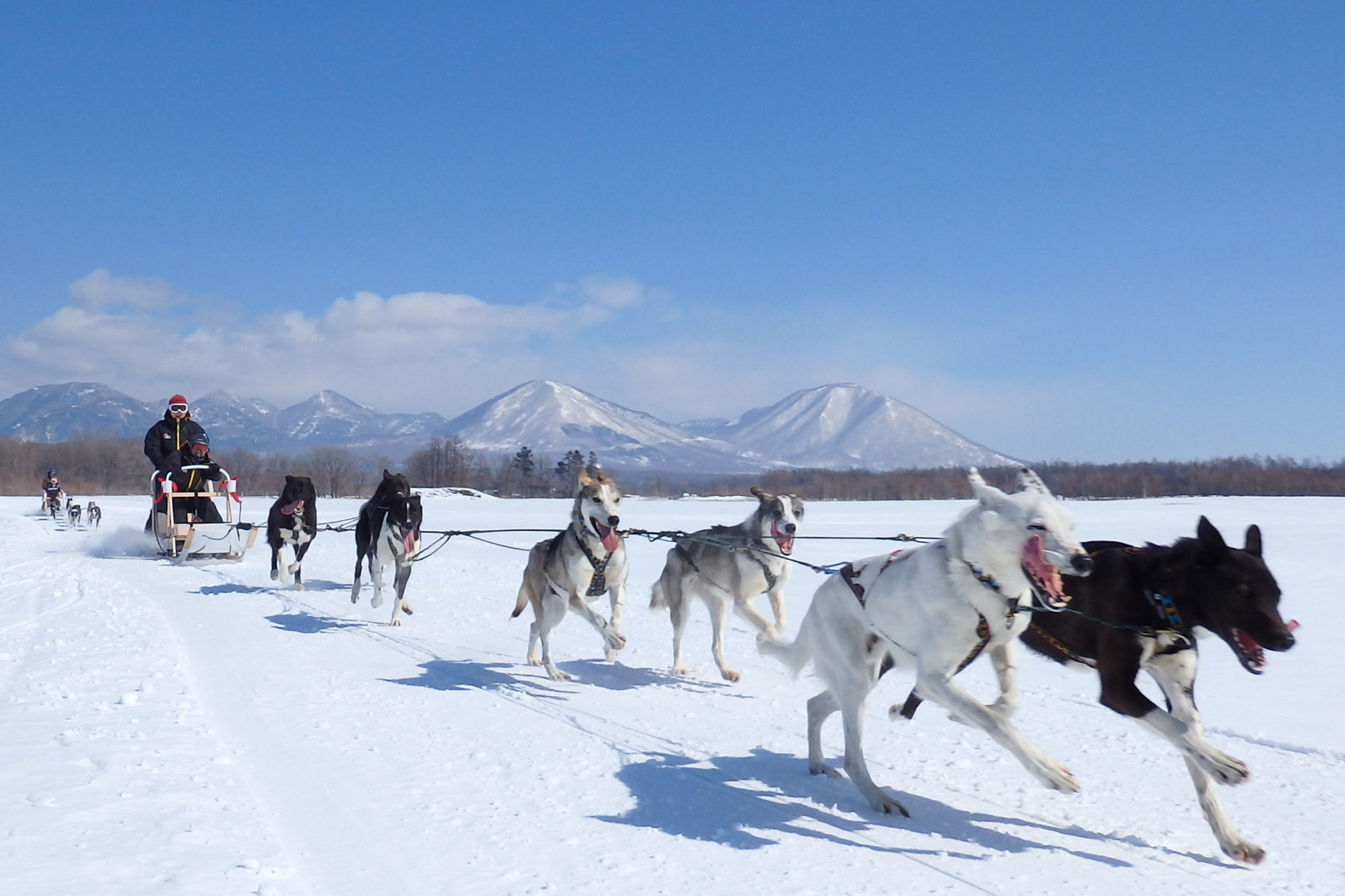 犬ぞりツアー〉十勝平野の大雪原をたっぷり1時間走る犬ぞりツアー